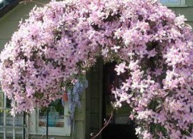 klematis montana rubens(montana rubens)